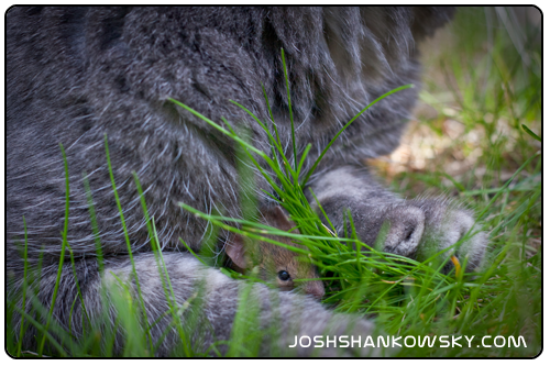Mouse hides underneath cats paws